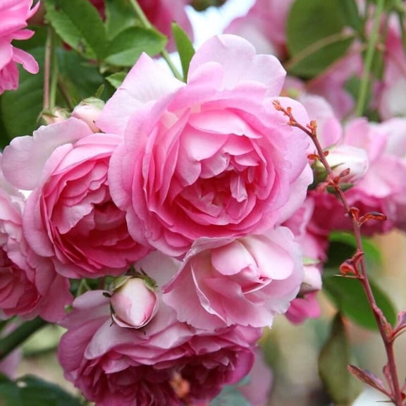 30 Seeds Pink Climbing Roses - Perennial Mix for Late Winter to Early Spring Planting