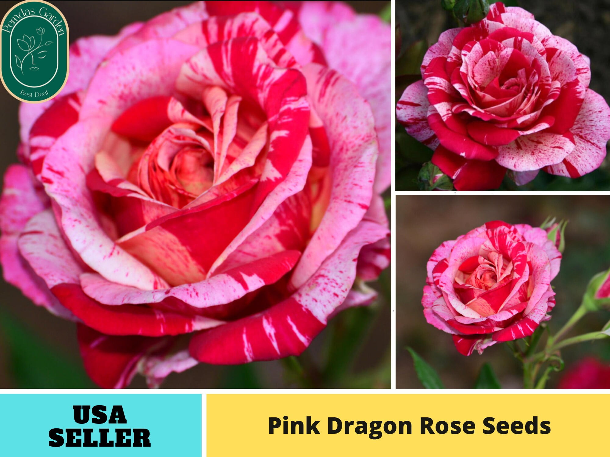 30+ Seeds| Pink Dragon Rose Bush Flower Rose - Authentic Seeds -  Perennial~GMO Free~~Flower seeds ~ Asian Garden~ Herbs B5G1#1066 -  Walmart.com