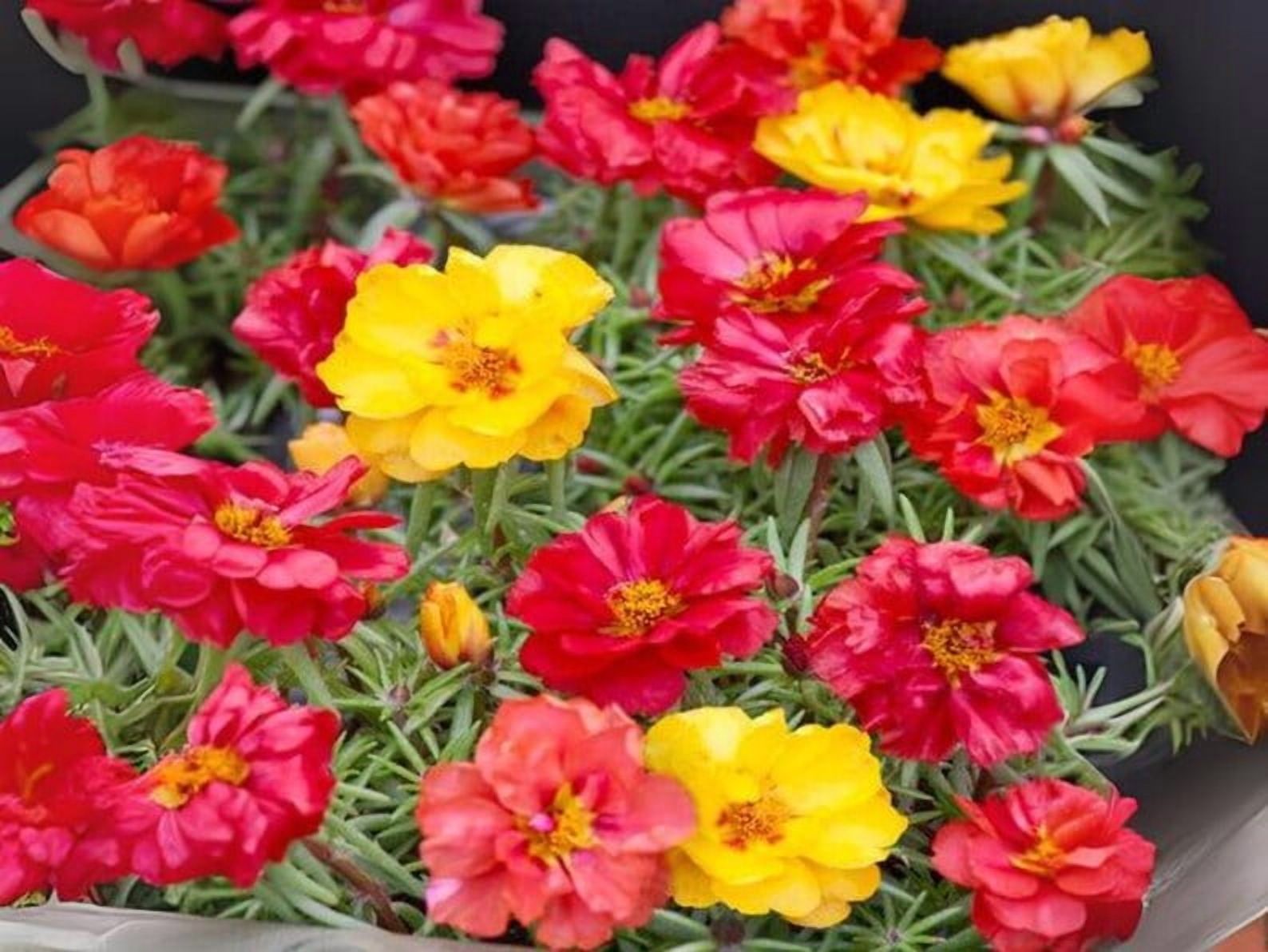 30 Seeds Portulaca Grandiflora Happy Hour Tropical Mix Moss Rose Heirloom Succulent Heat Tolerant Garden Flowers