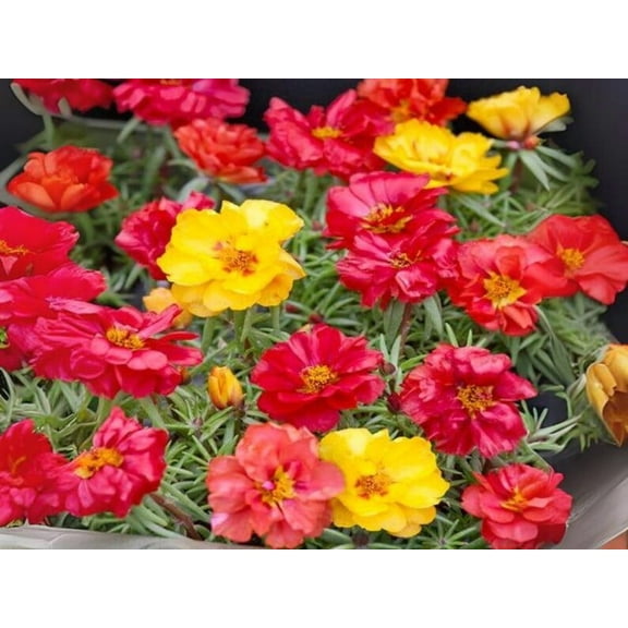 30 Seeds Portulaca Grandiflora Happy Hour Tropical Mix Moss Rose Heirloom Succulent Heat Tolerant Garden Flowers