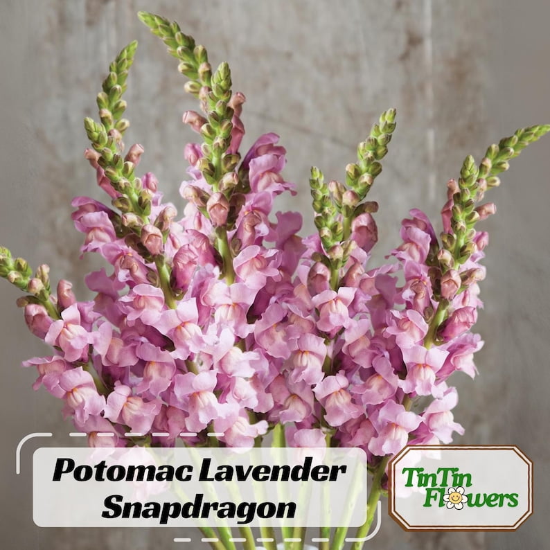 30 Seeds Potomac Lavender Snapdragon Cold Attracts Bees Cottage Border Garden Fairy Garden Antirrhinum Majus