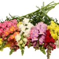 thumbnail image 1 of 30 Seeds Potomac Snapdragon Mix Cold Cut Flowers Cottage Border Garden Antirrhinum Majus, 1 of 3