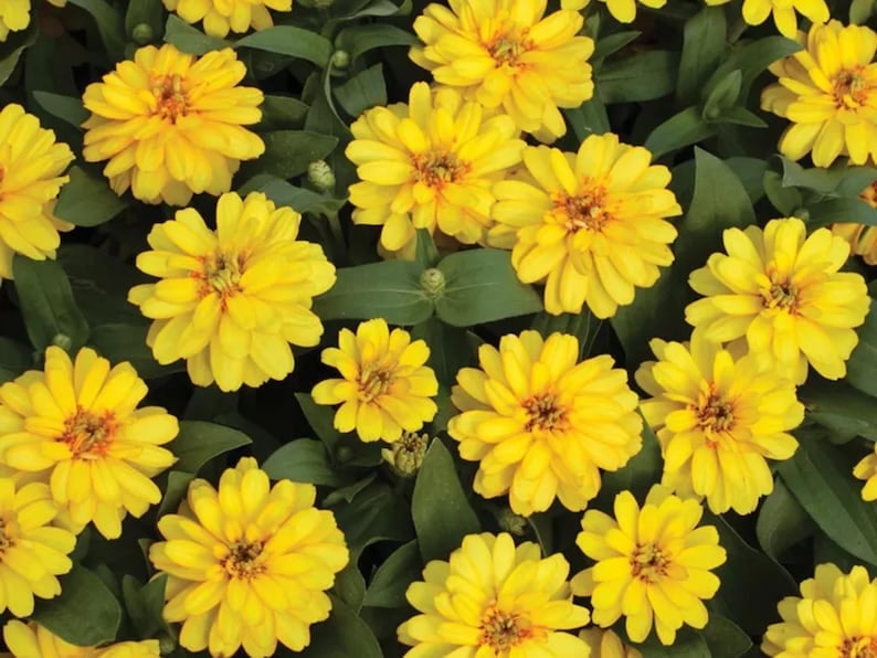 30 Seeds Profusion Double Yellow Zinnia - Open-Pollinated Flower Seeds for Planting