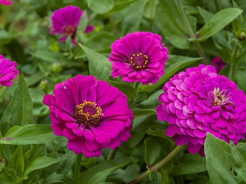 30 Seeds Purple Prince Zinnia Seeds - Zinnia - Open-Pollinated Flower Seeds Mix to Plant