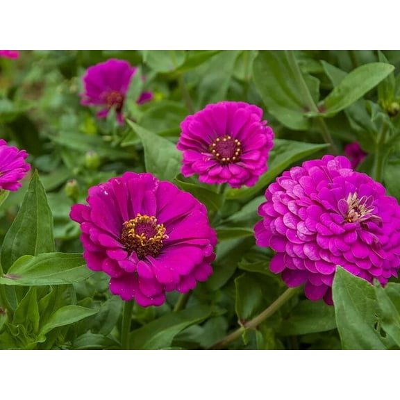 30 Seeds Purple Prince Zinnia Seeds - Zinnia - Open-Pollinated Flower Seeds Mix to Plant