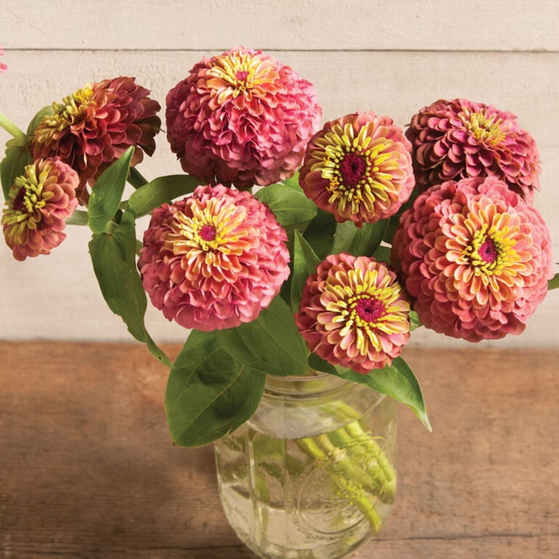 30 Seeds Queen Red Lime Zinnia - Open-Pollinated Flower Seeds for Planting