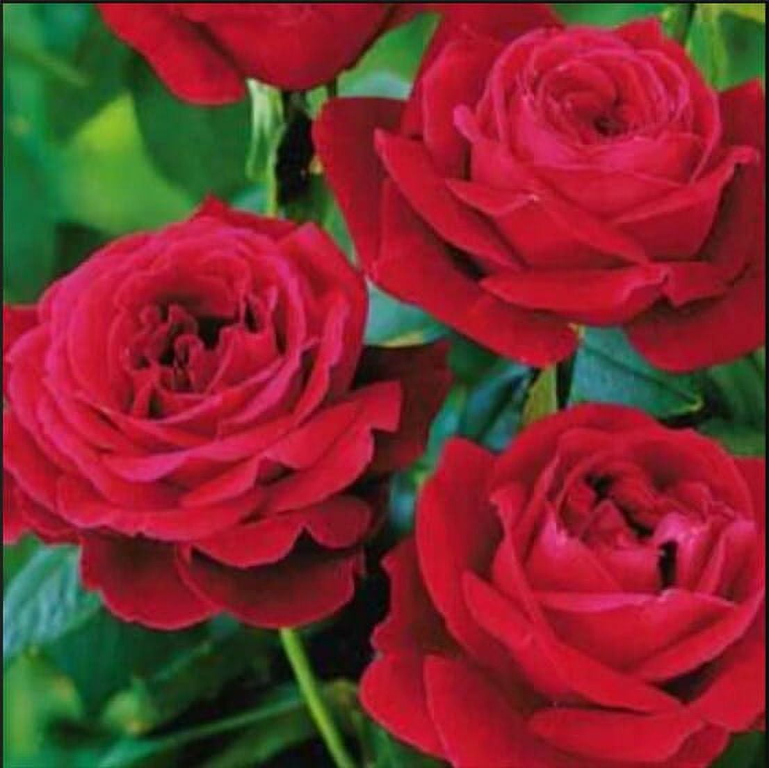 PEMDASGARDEN 30+ Red Mr. Lincoln Hybrid Tea Plant Seeds, GMO Free ...