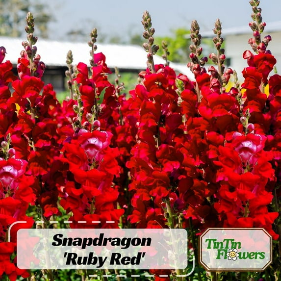 30 Seeds Red Snapdragon Attracts Pollinators Cut Flowers Cottage Border Garden Fairy Garden Antirrhinum Majus