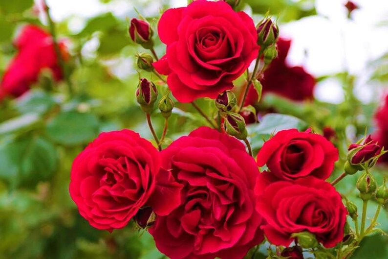 30 Seeds Red Tea Rose Seeds Perennial Mix for Late Winter to Early Spring Planting