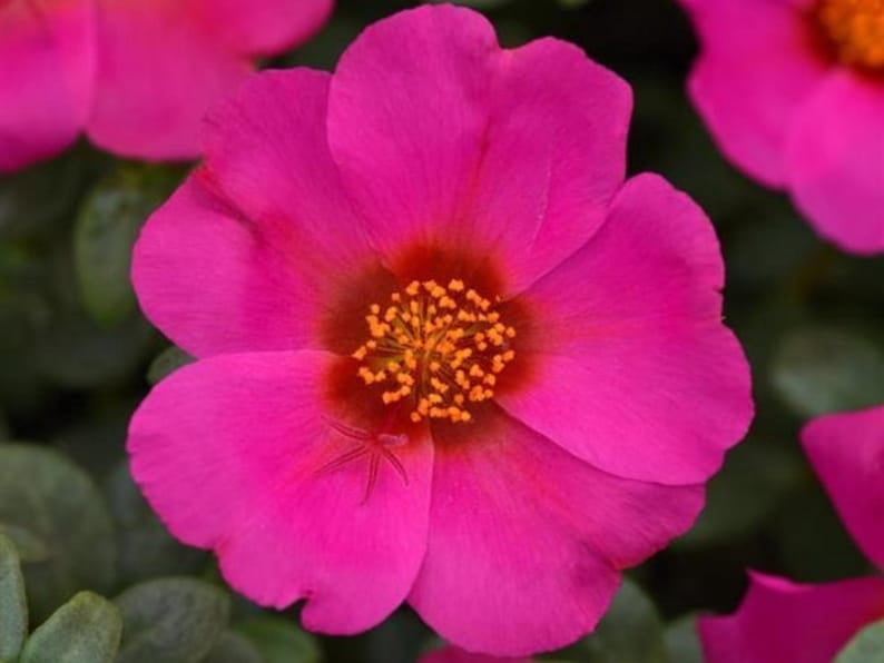30 Seeds Rose Moss Toucan Portulaca Oleracea Heirloom Succulent Colorful Flowers Drought Tolerant Garden Planting