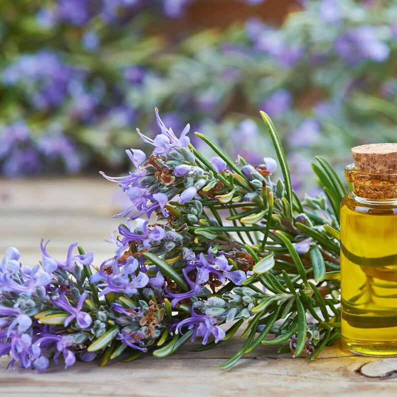 30 Seeds Rosmarinus officinalis Rosemary Silvia rosmarinus Zinnia Mix Seeds for Planting Garden
