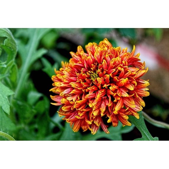 30 Seeds BICOLOR GAILLARDIA Pulchella Blanket Flower Seeds