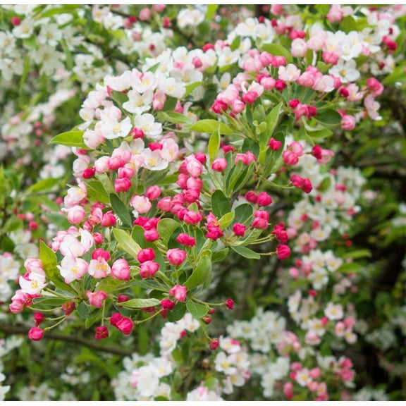 30 Seeds Sargent CRAB APPLE Shrub Hummingbird Flower White Red Malus Sargentii Seeds