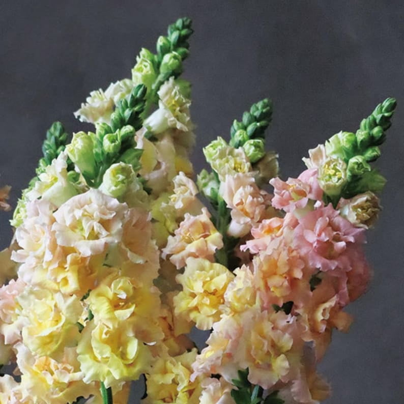 30 Seeds Snapstar Snapdragon - Attracts Pollinators, Cut Flowers, Cottage & Border Garden, Fairy Garden, Antirrhinum Majus