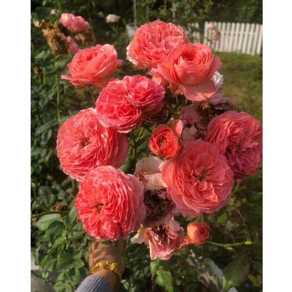 30 Seeds Summer Fireworks Rose Seeds Clumping Cold Late Winter to Early Spring Plant Time Garden Blooms