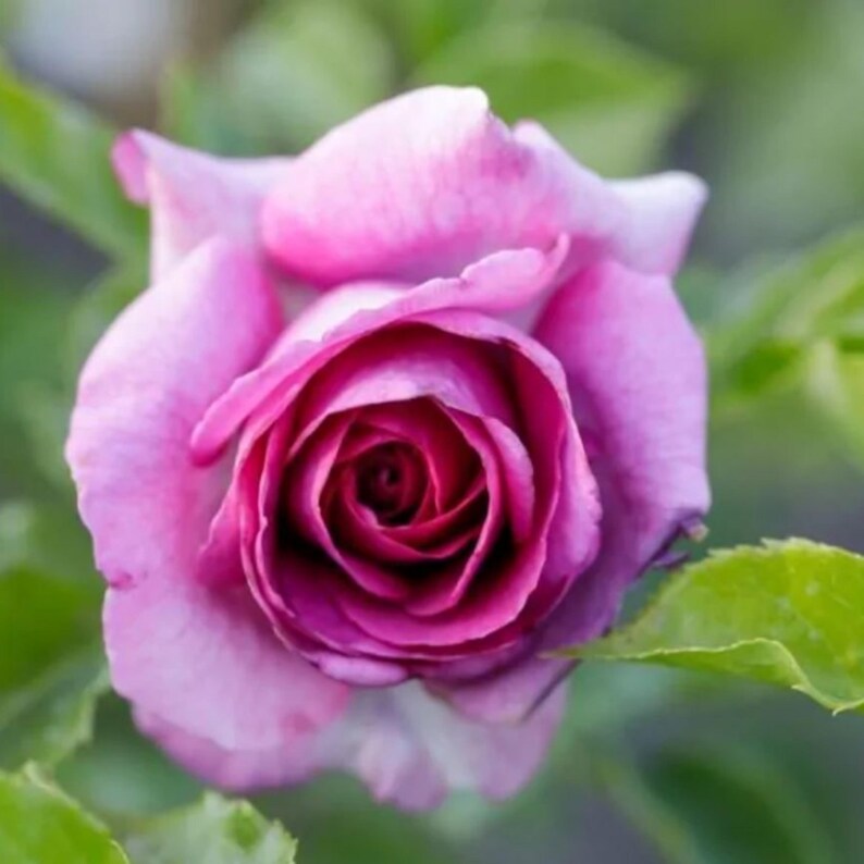 30 Seeds Sweet Madame Blue Rose Seeds Perennial Mix for Late Winter to Early Spring Planting