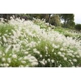 30-seeds-white-fountain-grass-pennisetum-villosum-for-outdoor-planting