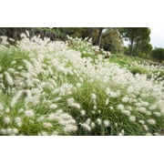 30 Seeds WHITE FOUNTAIN GRASS Pennisetum Villosum Ornamental Flower Seeds