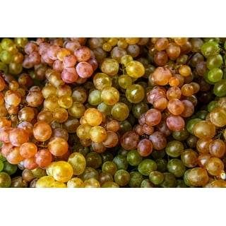 Grape Seeds in Seed Gardening - Walmart.com
