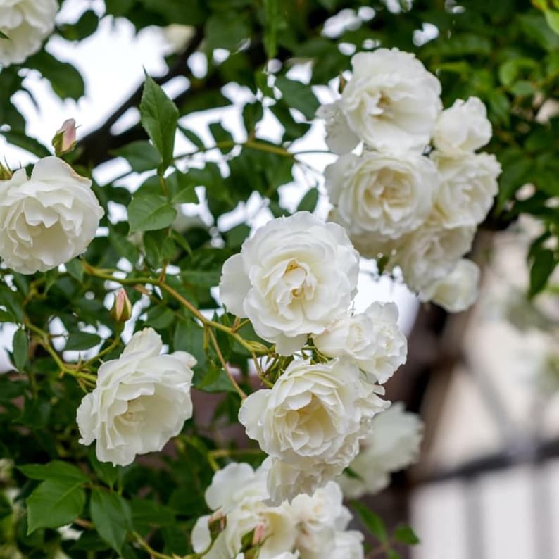 30 Seeds White Climbing Rose Seeds Perennial Authentic Non GMO Flower Seeds for Garden Enthusiasts