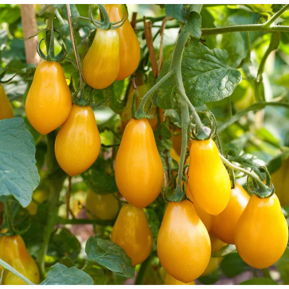 30 Seeds Yellow Pear Cherry Tomato for Planting, Solanum Lycopersicum Plant, Easy to Grow for Garden