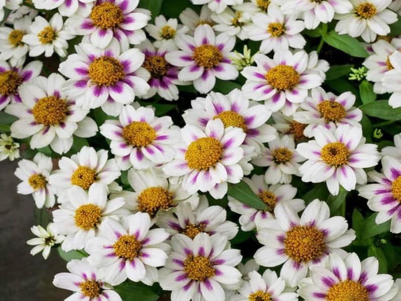 30 Seeds Zahara Rose Starlight Zinnia - Open-Pollinated Flower Seeds Mix for Planting