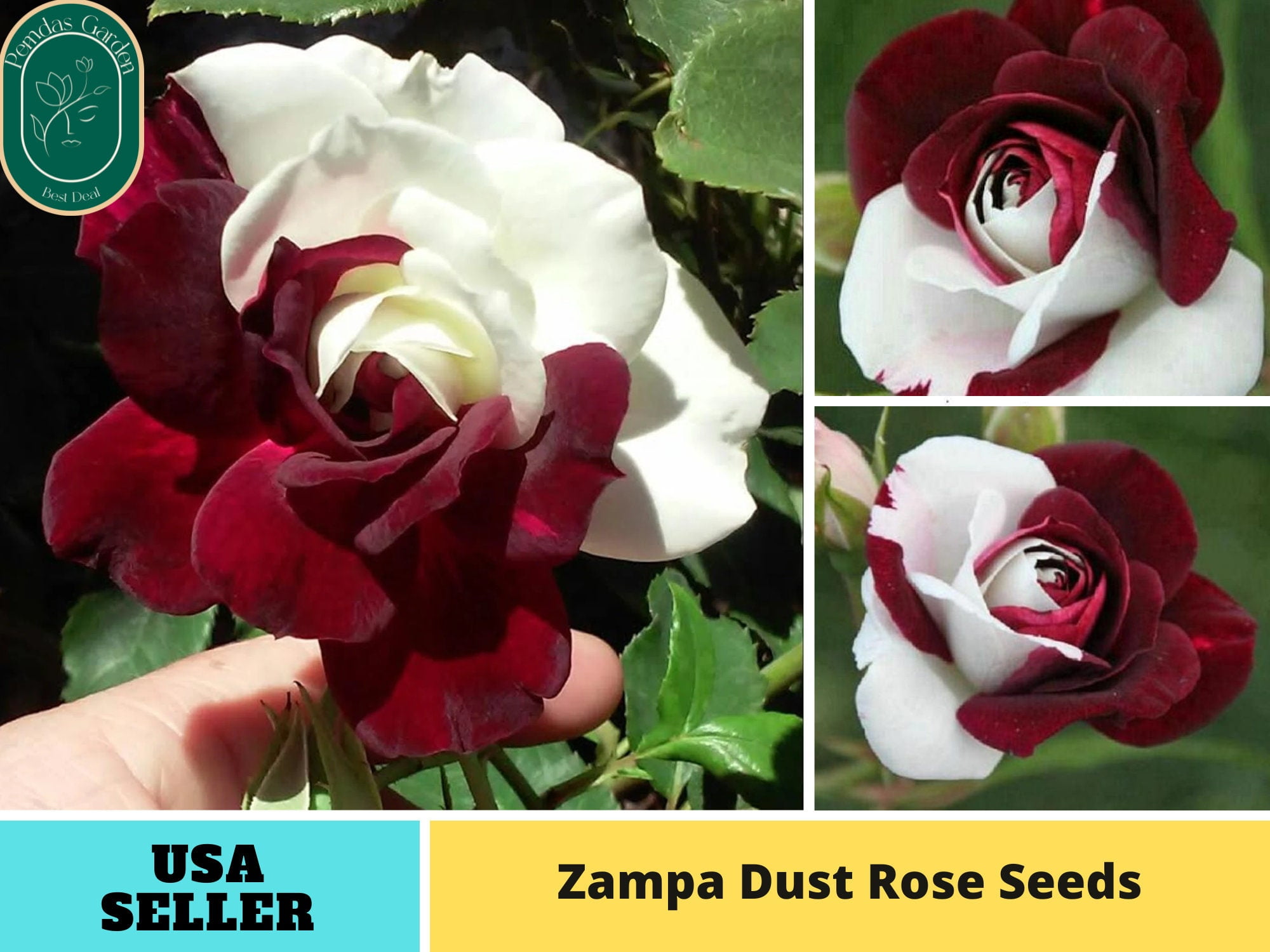 30+ Seeds| Zampa Dust Rose Perennial Flower Rose - Authentic