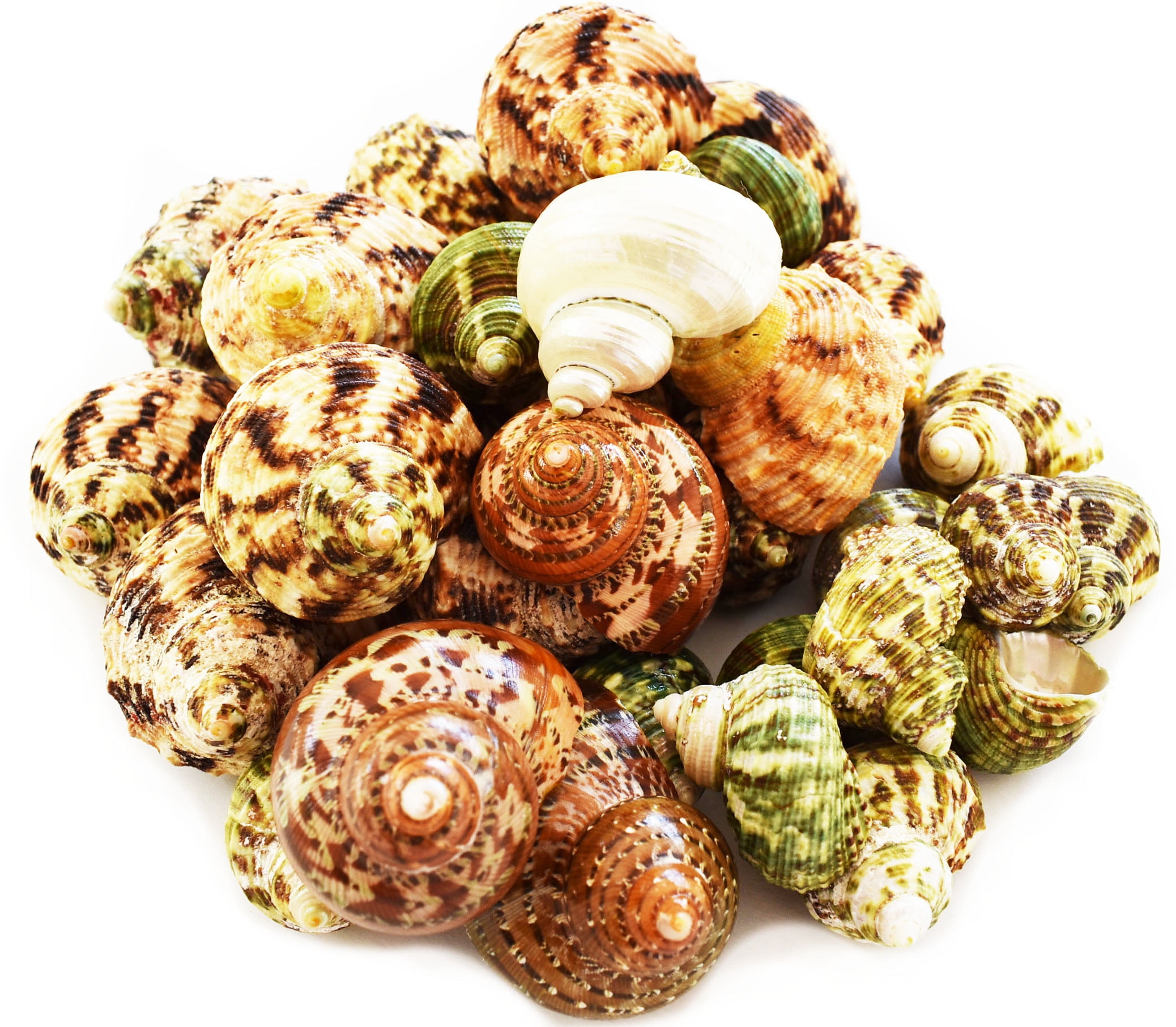 30 Select Assorted Turbo Hermit Crab Shells Lot 1"-2" size (opening 5/8