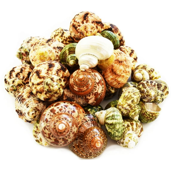 30 Select Assorted Turbo Hermit Crab Shells Lot 1"-2" size (opening 5/8"-1") Seashells - Includes Polished Tapestry Turbos, Green Turbos, Silver Mouth Turbos and more.