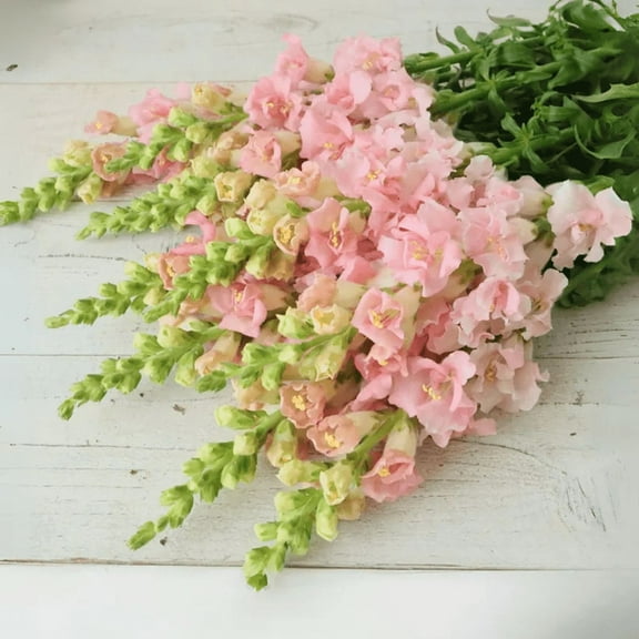 30 Snapstar Pink Snapdragon Seeds