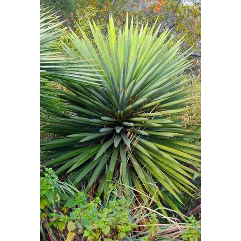 30 Spanish Dagger Yucca Seeds for Planting
