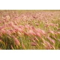 thumbnail image 1 of 30 Squirrel Tail Grass Seeds for Planting - Hordeum jubatum, 1 of 5