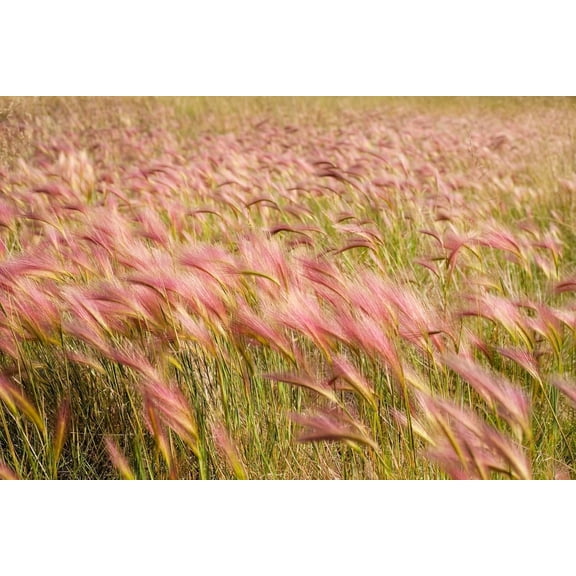 30 Squirrel Tail Grass Seeds for Planting - Hordeum jubatum