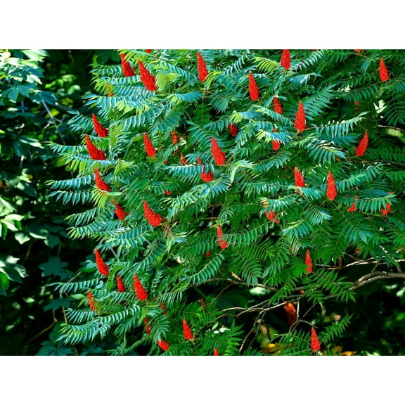 30 Staghorn Sumac Tree Seeds - Rhus typhina