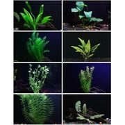 30+ Stems - 8 Species - Anacharis, Amazon, Rotala, Ludwigia and More!