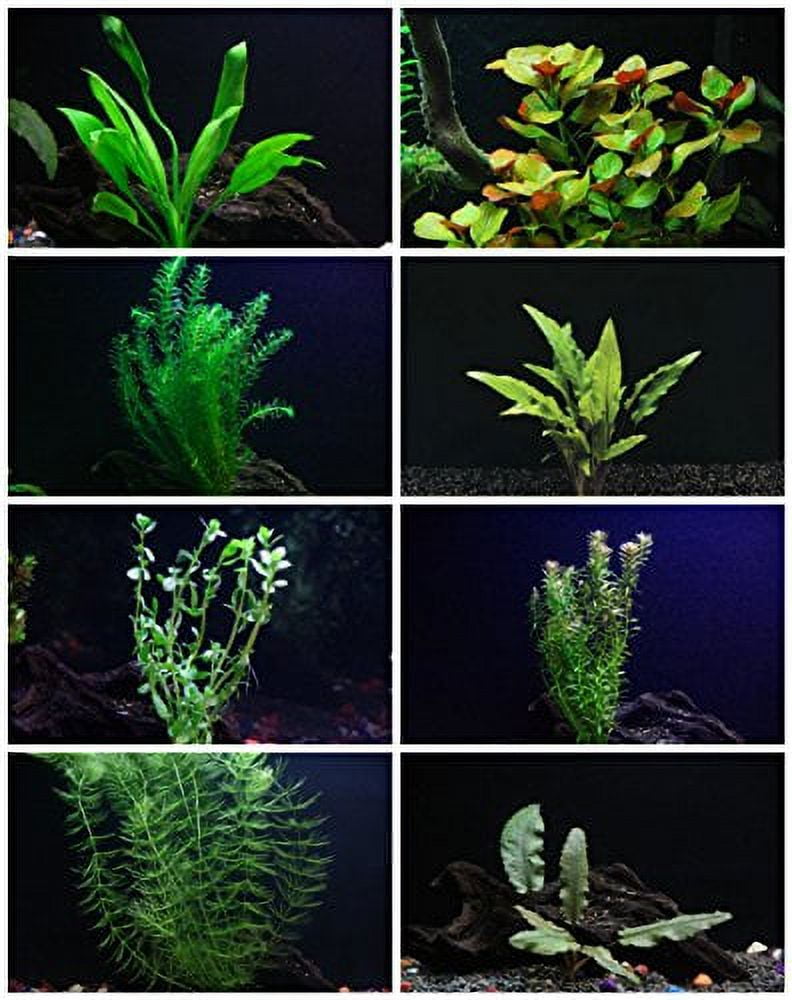 9 Species 50 Stems Live Aquarium Plants Great and Colorful Variety Live  Aquatic Plants Aquascape Free First Class Shipping 