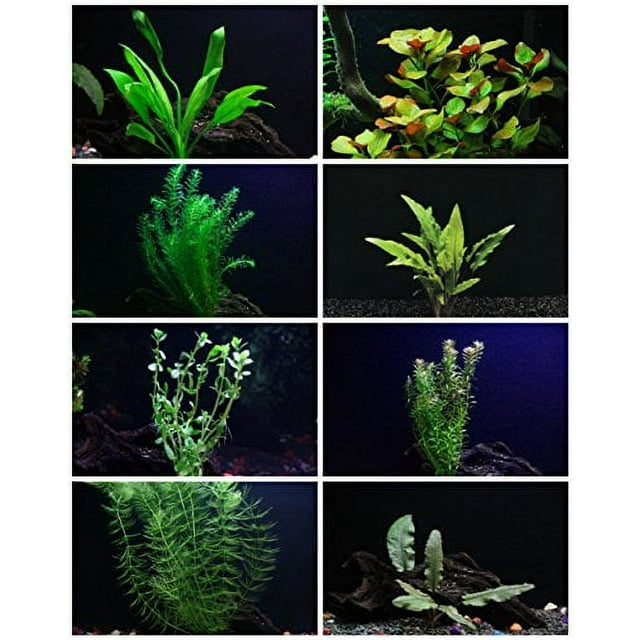 30+ Stem Aquarium Plants Bundle 8 Species Anacharis, Amazon, Rotala