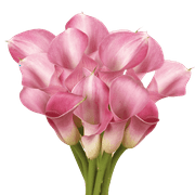 30 Stems of Lavender Color Calla Lilies- Beautiful Fresh Cut Flowers- Express Delivery