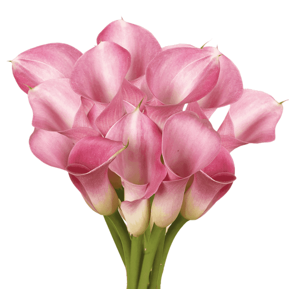 30 Stems of Lavender Color Calla Lilies- Beautiful Fresh Cut Flowers- Express Delivery