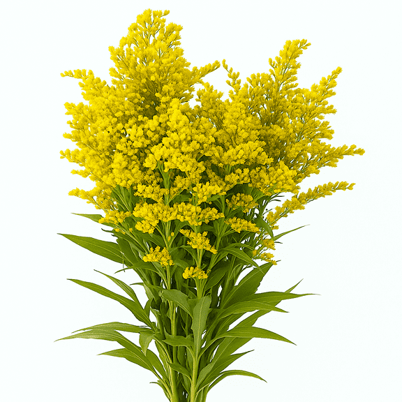 30 Stems of Yellow Asters Solidago- Beautiful Fresh Cut Flowers- Express Delivery