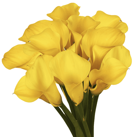 30 Stems of Yellow Color Calla Lilies- Beautiful Fresh Cut Flowers- Express Delivery