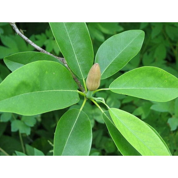 CZ Grain 30 Sweetbay Magnolia Tree Seeds, Fragrant Red Flowers