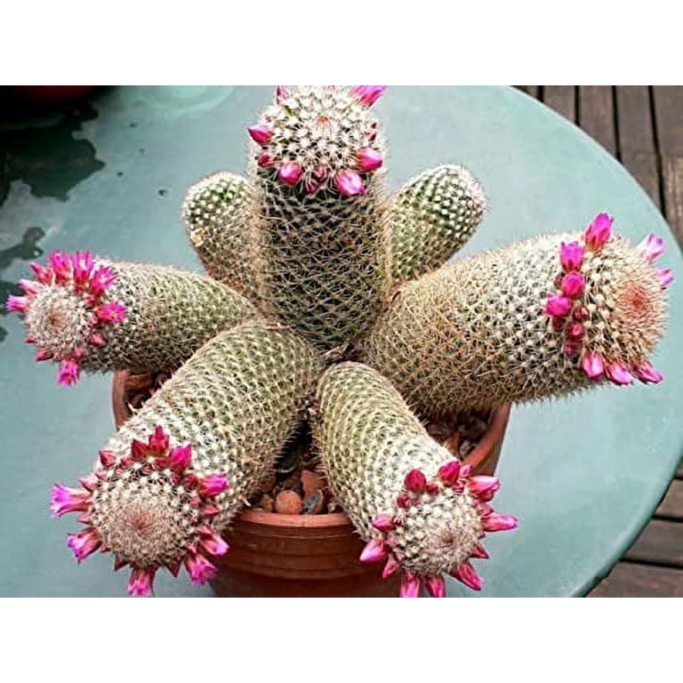 how fast do san pedro cactus grow San Pedro Cactus main image 0