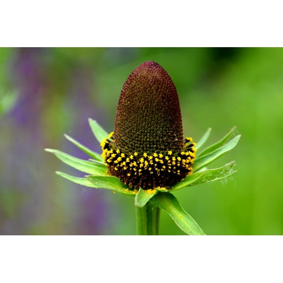 30 WESTERN CONEFLOWER Rudbeckia Occidentalis Green Wizard aka Rayless Naked Chocolate Black Flower Herb Seeds
