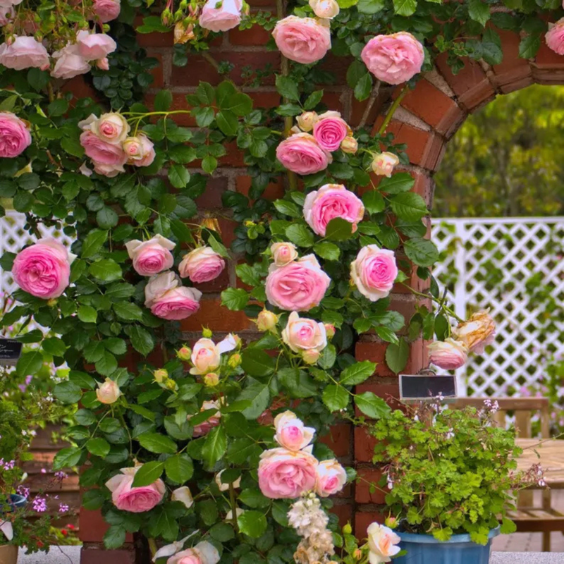 30 White Pink Eden Climbing Rose Seeds, Elegant Bicolor Blooms