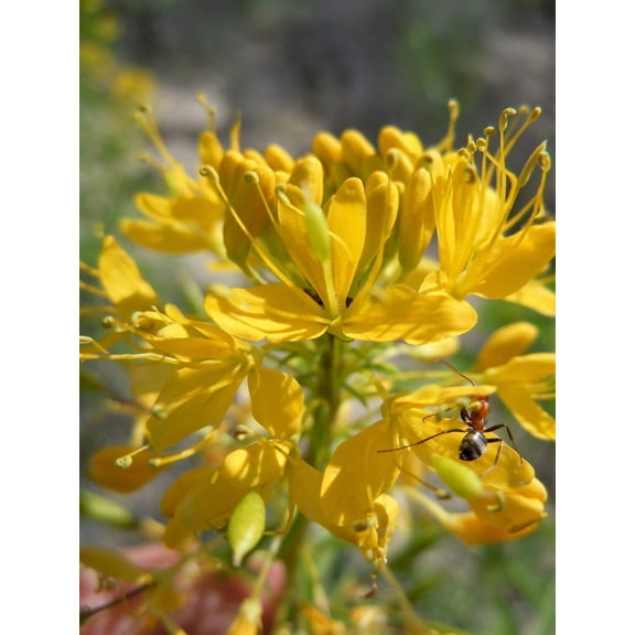 30 YELLOW BEEPLANT Cleome Lutea Golden Bee Plant Spiderflower Native Flower Seeds