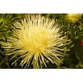 thumbnail image 1 of 30 YELLOW NEEDLE ASTER Callistephus Chinensis Unicom Flower Seeds, 1 of 2