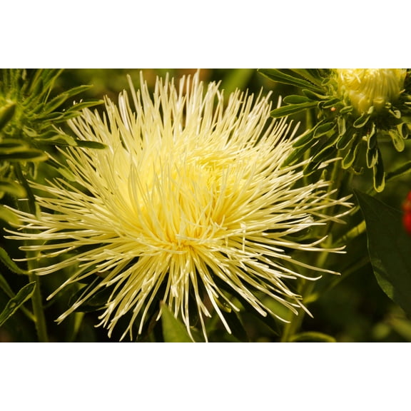 30 YELLOW NEEDLE ASTER Callistephus Chinensis Unicom Flower Seeds