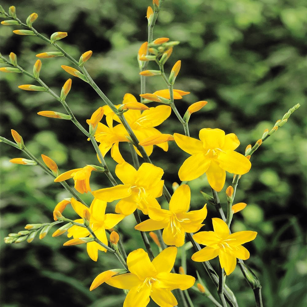 30 Yellow Crocosmia Lucifer Bulbs, Crocosmia Bulbs Perennial Flower Bulbs, Spring Flower Bulbs