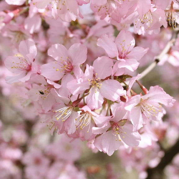Akebono Flowering Cherry Tree, Dormant Tree, Cherry Blossom for Outdoor Garden, 2.5'' Pot